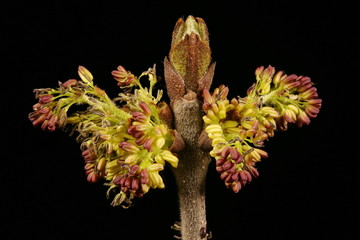 Common Ash (Fraxinus excelsior). Male Inflorescence Detail Closeup