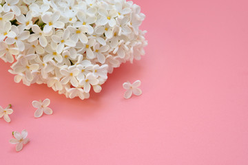 White flowers of .lilacs on a pink background. Romantic floral background, spring coming concept. A sprig of white lilac (Syringa) closeup. copy space