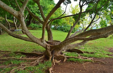 tree in a natural park in Mauritius