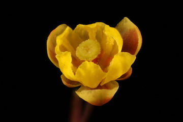 Barberry (Berberis vulgaris). Flower Closeup