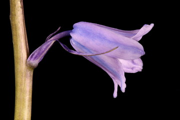 Hybrid Bluebell (Hyacinthoides x massartiana). Flower Closeup