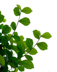 green tree branch isolated on white background
