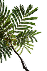 green tree branch isolated on white background