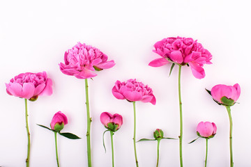 Border of pink peony flowers, branches and leaves on light background. Flat lay, top view.