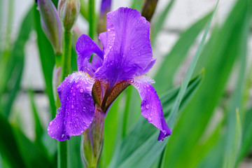 purple irises in the garden close-up. growing flowers in spring after the rain. decoration of...