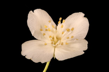 Mock-Orange (Philadelphus coronarius). Flower Closeup