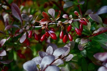 Barberry branch  with red berries (Berberis vulgaris). Branch of autumn barberry bush with red leaves and berries