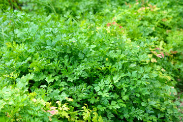 Obraz premium Parsley greens closeup. Spices for the preparation of first courses. Leaves and twigs of fresh parsley in a summer cottage. Green natural background.