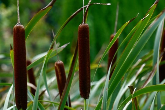 Acorus (Acorus Calamus) - sweet flag close up, autumn