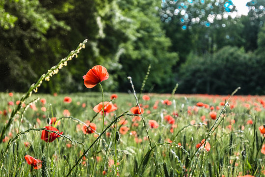 Poppy field in summer day , champs de coquelicots en &eacute;t&eacute;