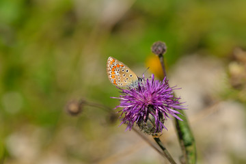 Männchen des Hauhechel-Bläulings (Polyommatus icarus)	