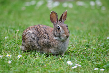 coniglietto selvatico nel prato verde