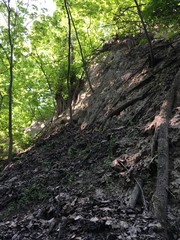 stream in the forest