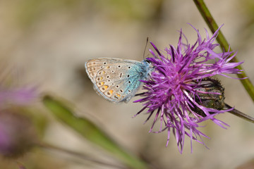 Männchen des Hauhechel-Bläulings (Polyommatus icarus)	