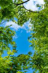 青空と新緑