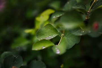 Regentropfen auf Blatt...
