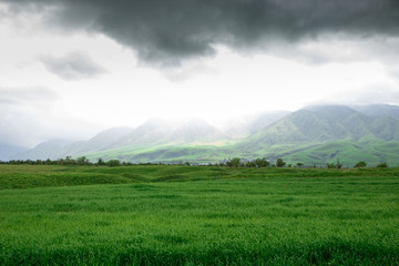 Fototapeta premium Cumulus clouds on a blue sky. Over the green field. Spring flowering grass. Summer natural background