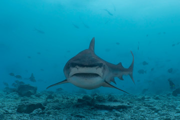 Tiger Shark Close Up in the Maledives