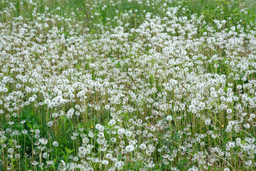 A field of dandelions in spring. Blooming dandelions in white with seeds. Dandelion seeds are a harmful weed in a summer cottage. White fluffy flowers, natural green blurred spring background.