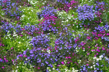 Obraz premium Beautiful multi-colored aubrietia flowers on a flower bed. Low spring flowers for landscape design. Purple, pink and white small aubrietia flowers side view.