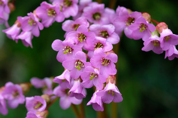 A herbaceous shrub incense covered with numerous pink flowers. Evergreen medicinal plant of bergenia, flowers in the form of bluebells close-up.