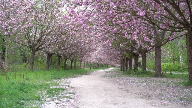 way through an ornamental garden with majestically japanese blossoming large cherry trees and a fresh green lawn, TV-Asahi cherry blossom avenue Berlin Teltow