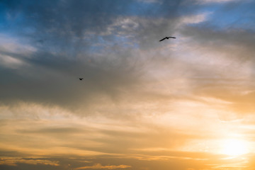 gulls flying across the spectacular sky at sunset