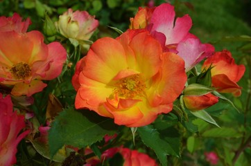 yellow and red roses on a bush in the garden