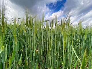 Agricultural land with a crop of barley - Yorkshire - United Kingdom