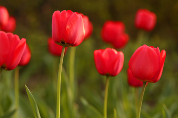 Red tulips bloom in the garden. Bright background of spring flowers, selective focus, close-up