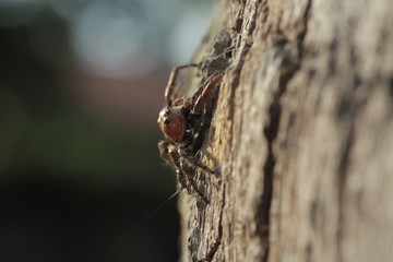 Spinne Macro1