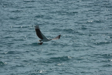 Seeadler mit Fisch