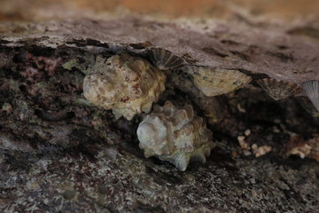 Muscheln1