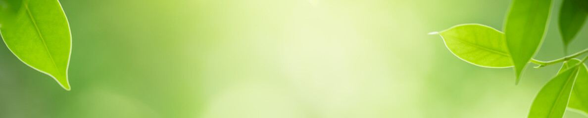 Nature of green leaf in garden at summer. Natural green leaves plants using as spring background cover page greenery environment ecology wallpaper