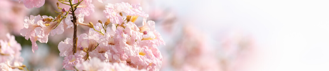 Nature of flower in garden using as cover page background natural flora wallpaper or template brochure landing page design