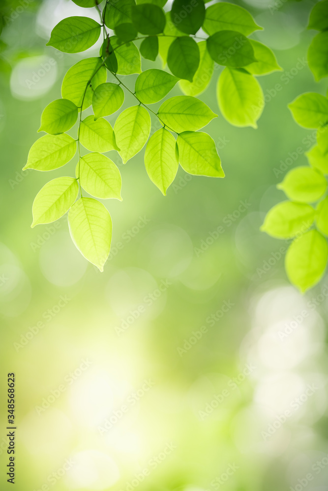 Wall mural nature of green leaf in garden at summer. natural green leaves plants using as spring background cov