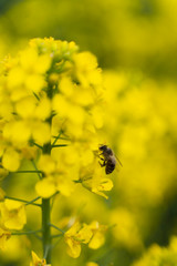 Bee working hard on a rapeseed yellow flower in spring