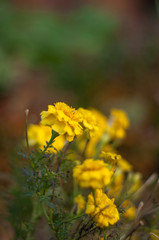 yellow flowers in the forest