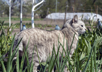 grey cat in the garden in green grass