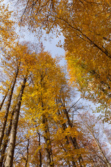 Fototapeta premium Peaks of autumn golden trees in a forest against a blue sky, view from below