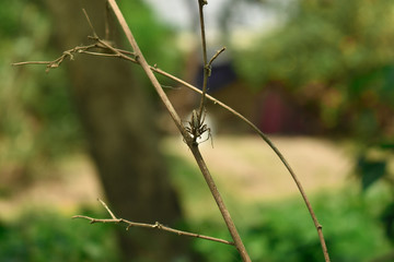 dragonfly on a branch