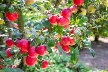 Ripe red apples on apple tree. Beautiful summer background
