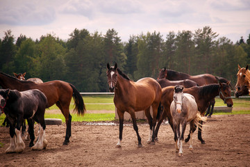 Fototapeta na wymiar group of horses
