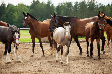 horse and foal in a field