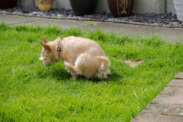 Fototapeta na wymiar small dog peeing on the lawn 