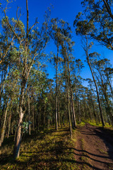 Eucalyptus forest