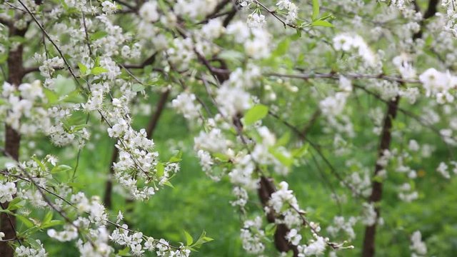 Cherry branch with flowers in bloom in spring. Beautiful japanese tree branch with cherry blossoms. White. Spring flowers. Cherry. Sakura. Background.