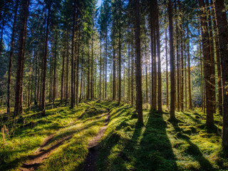 path in forest with sun streaming through