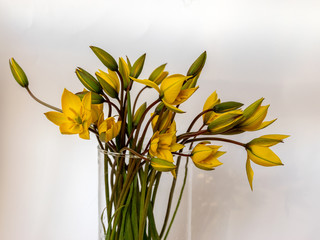  yellow wild tulips in a vase on a solid background