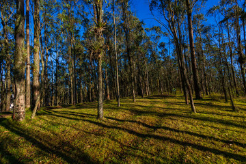 Fototapeta premium Eucalyptus forest